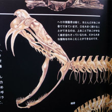 $ストローカータトゥーの舞台裏