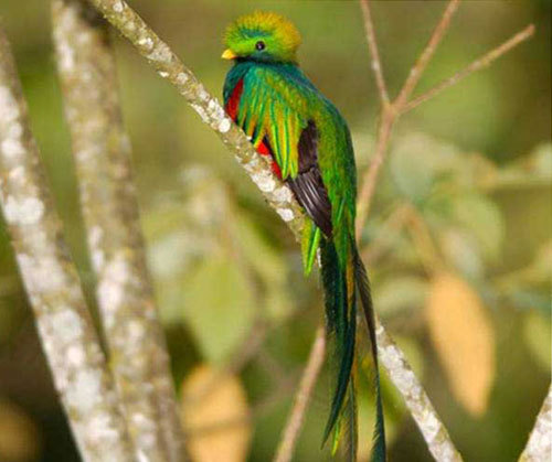 世界で一番美しい鳥の配色 Stroker Tattoo