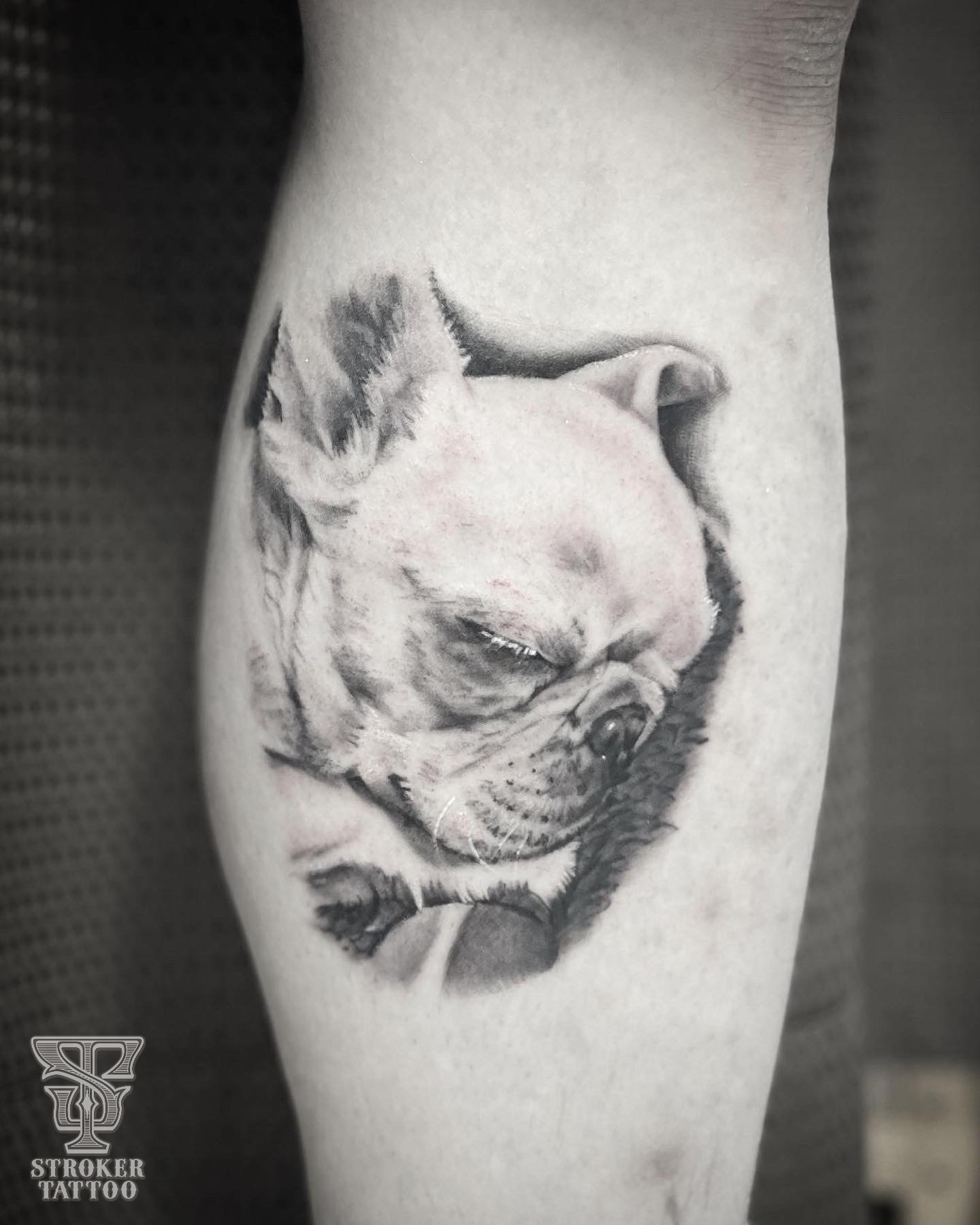犬　ポートレイト　ポートレート　リアル　リアリスティック　タトゥー　フレンチブルドッグ　realistic portrait tattoo dog